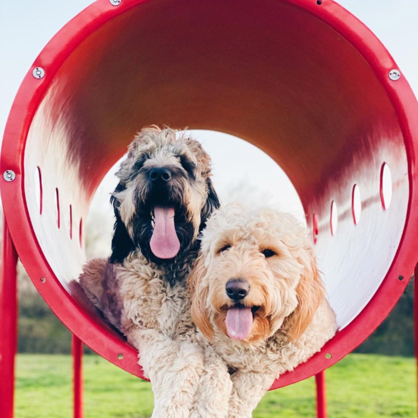 Dog Park Image