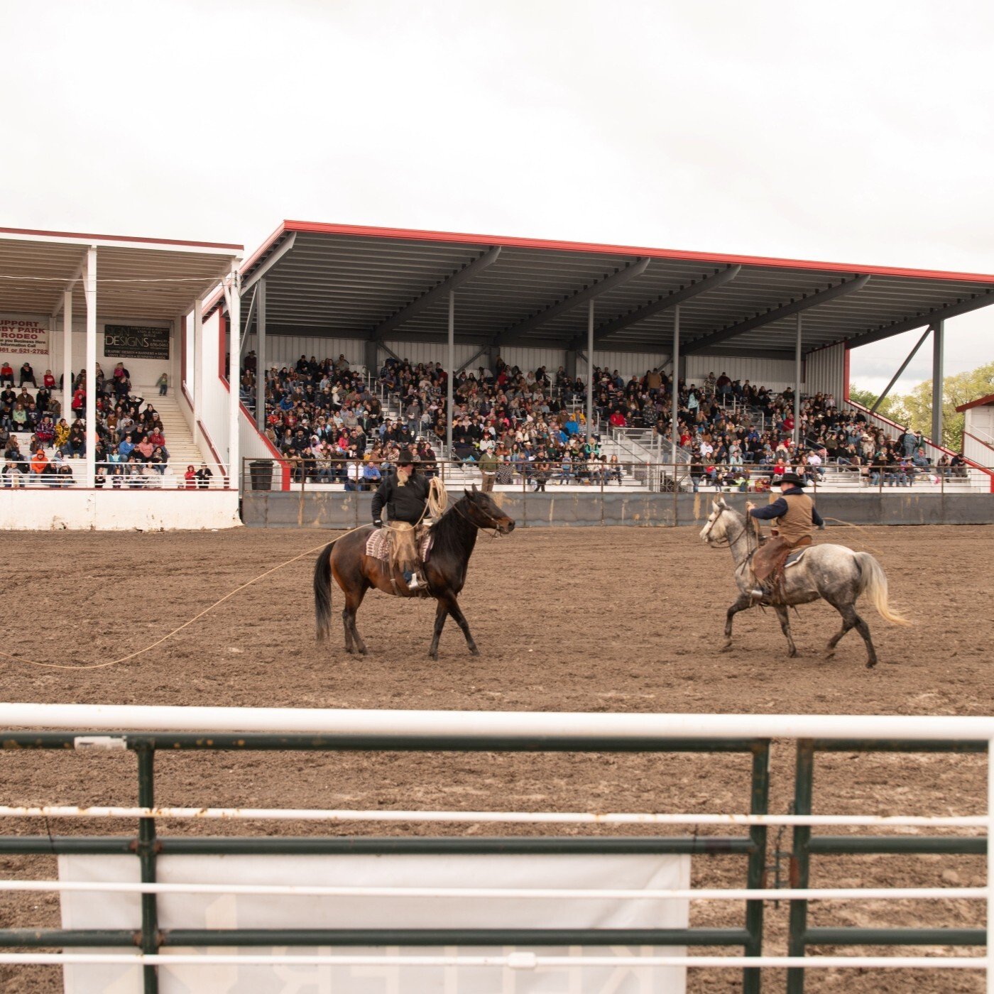 Image of a person riding a brown horse and a person riding a white horse. Both of these people are also holding a lasso.