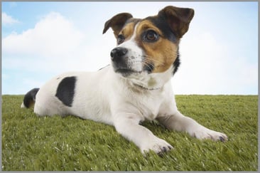 A close-up of a small dog playing on and example artificial turf surfacing