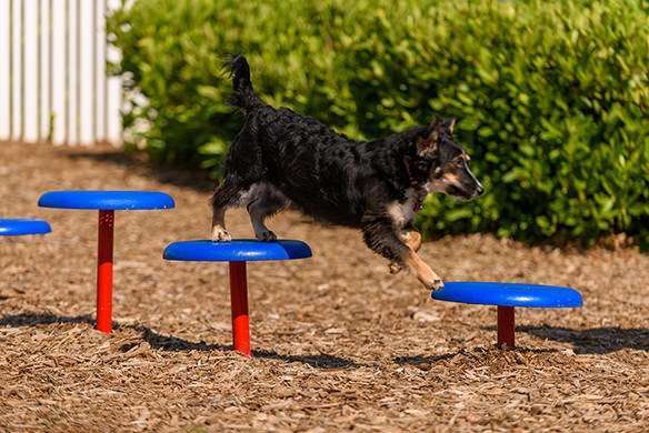Stepping-Paws_Image-Grid