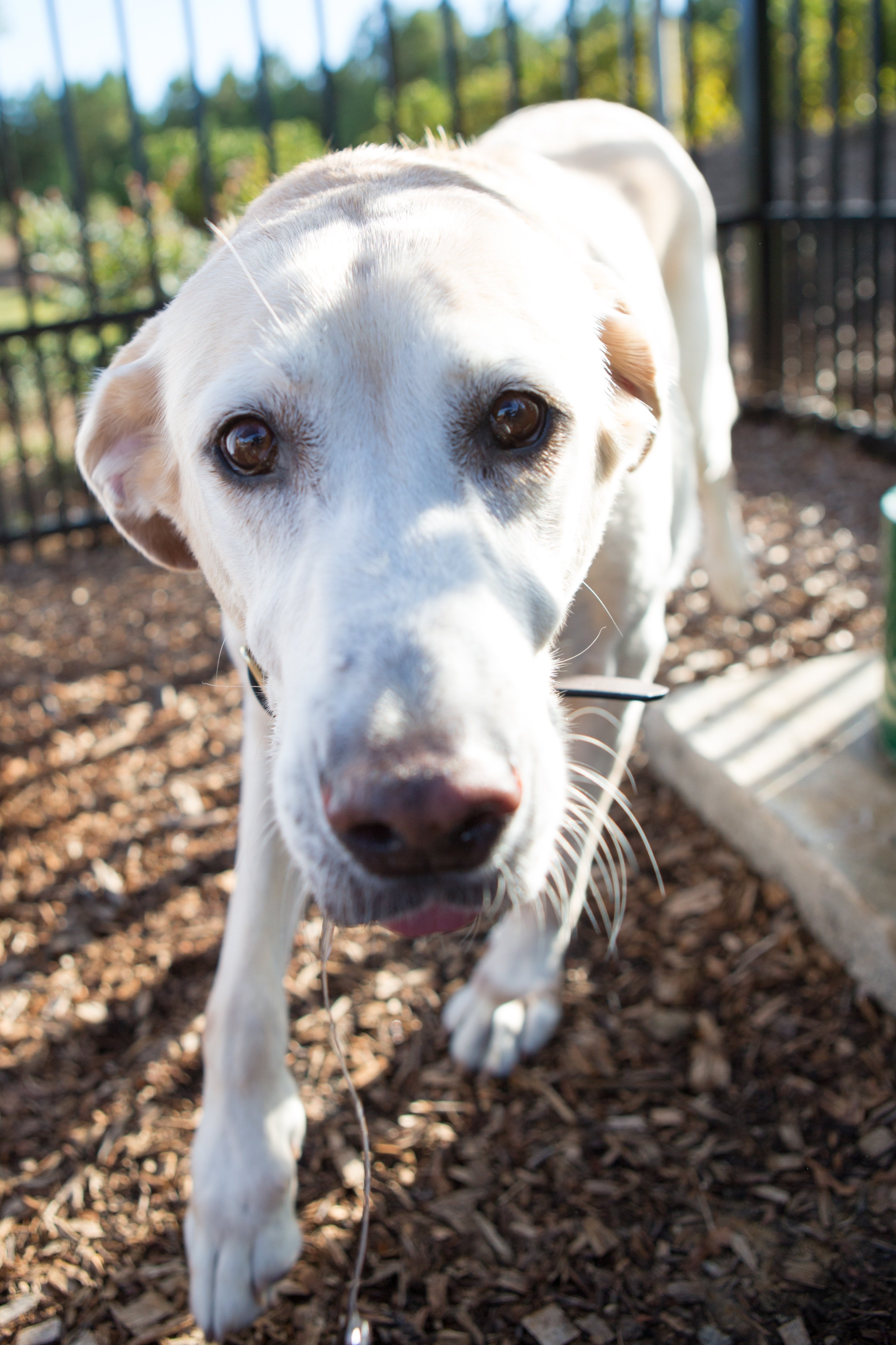 A close-up image of a white dog's face