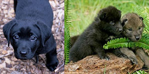 A split image of a Labrador puppy and wolf pups