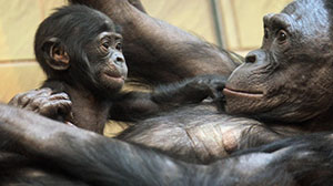 An image of a young chimpanzee playing with an older chimpanzee