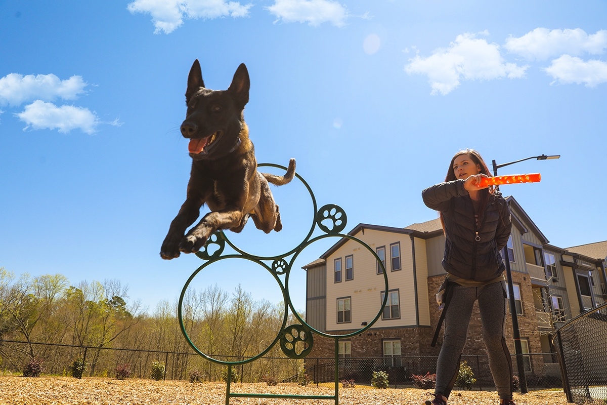 A dog jumping through a hoop at a dog park, being directed by a trainer holding a baton