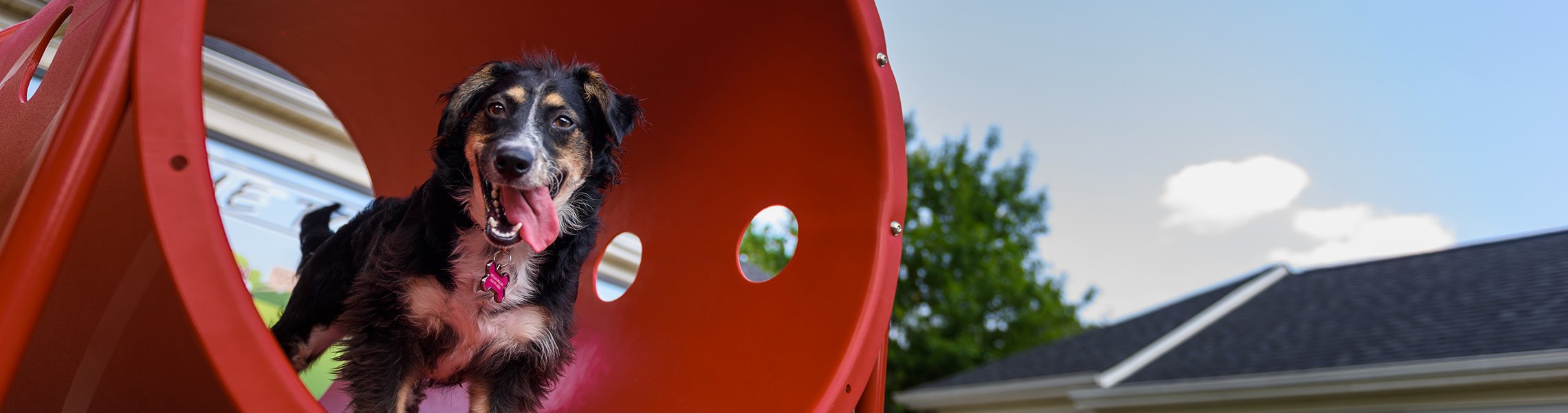 Dog park header